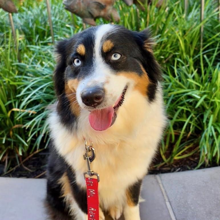 Enlarge Kiki, an adopted Australian Shepherd in Newport Beach, CA image 2/4