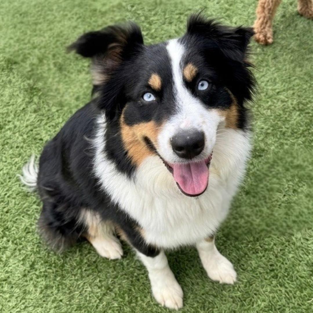 Kiki, adopted, Young Female Australian Shepherd.