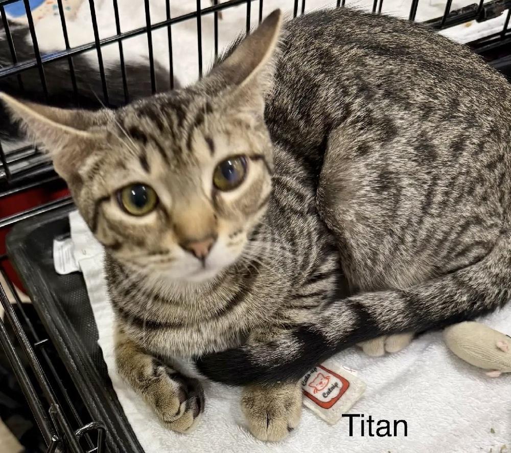 Titan, Adoptable, Kitten Male Domestic Short Hair.