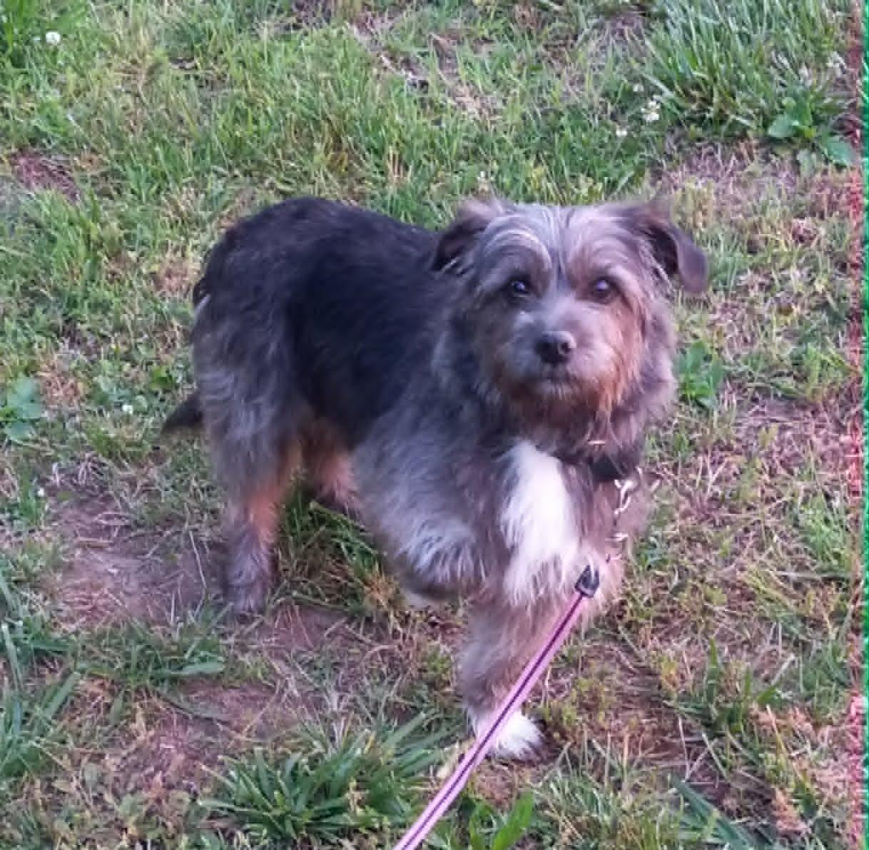 Darlene in Kentucky, a ADOPTABLE mixed breed in Albany, KY image 3/5
