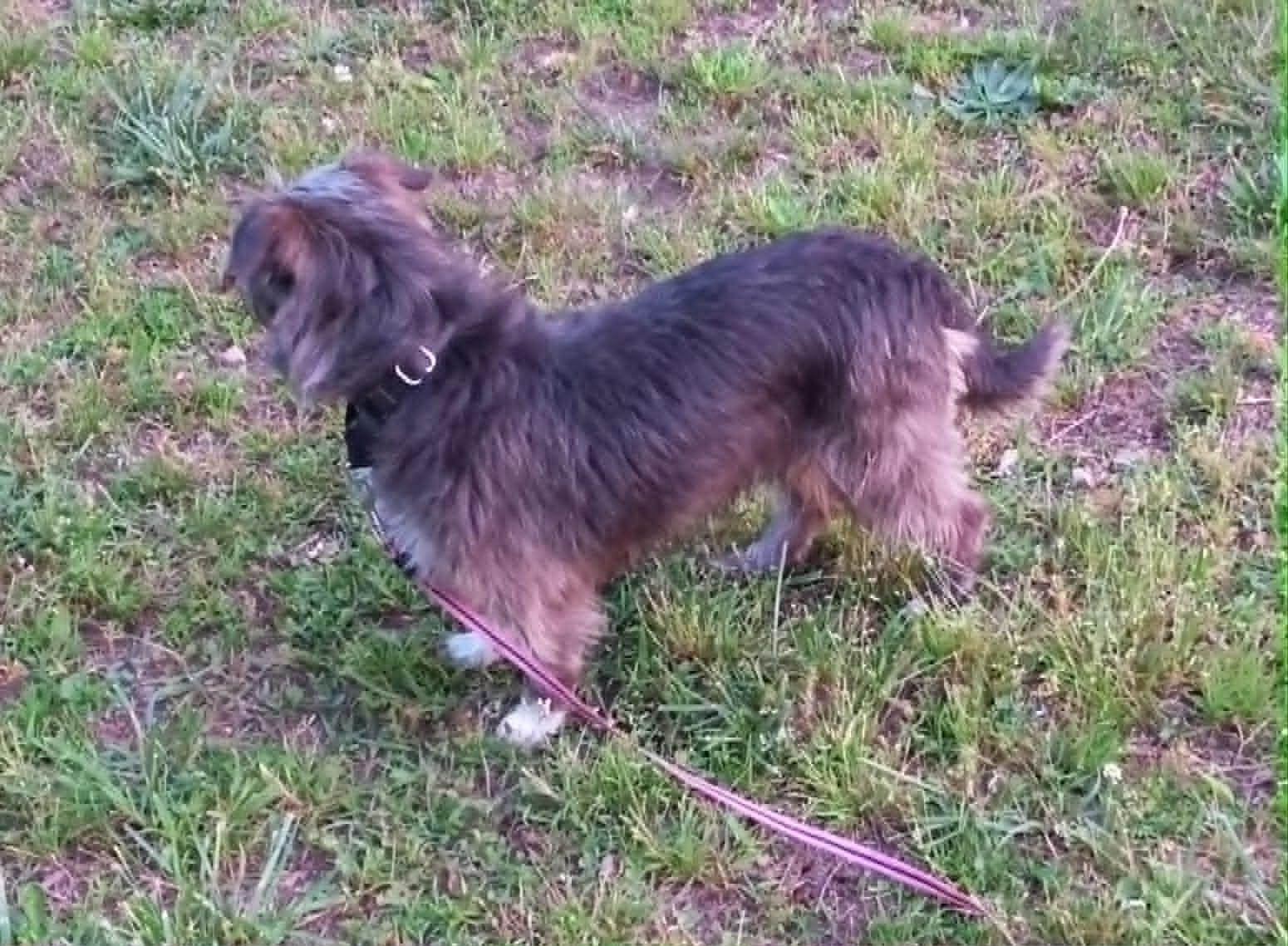 Darlene in Kentucky, a ADOPTABLE mixed breed in Albany, KY image 4/5