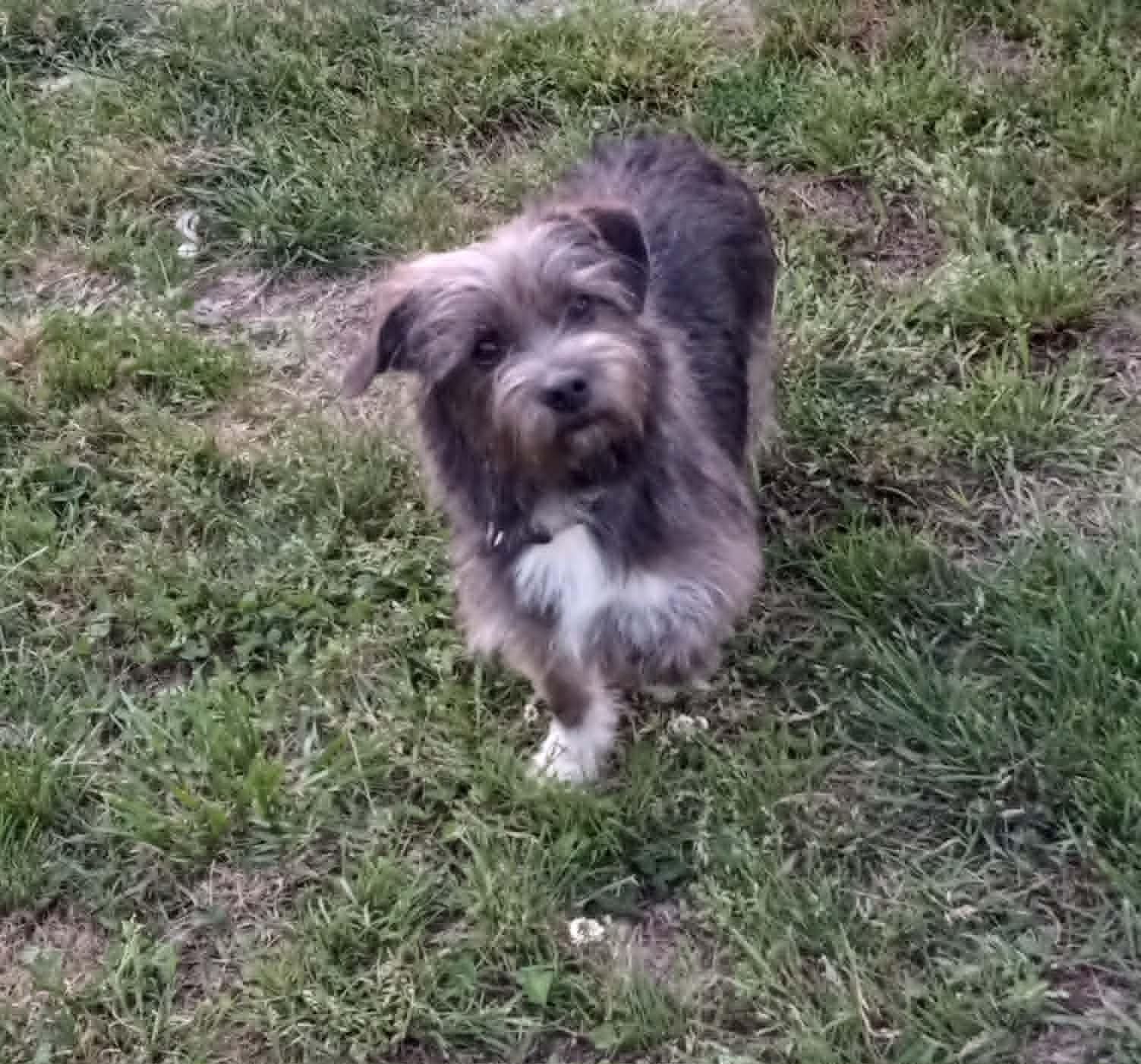 Darlene in Kentucky, ADOPTABLE, Adult Female Shih Tzu.