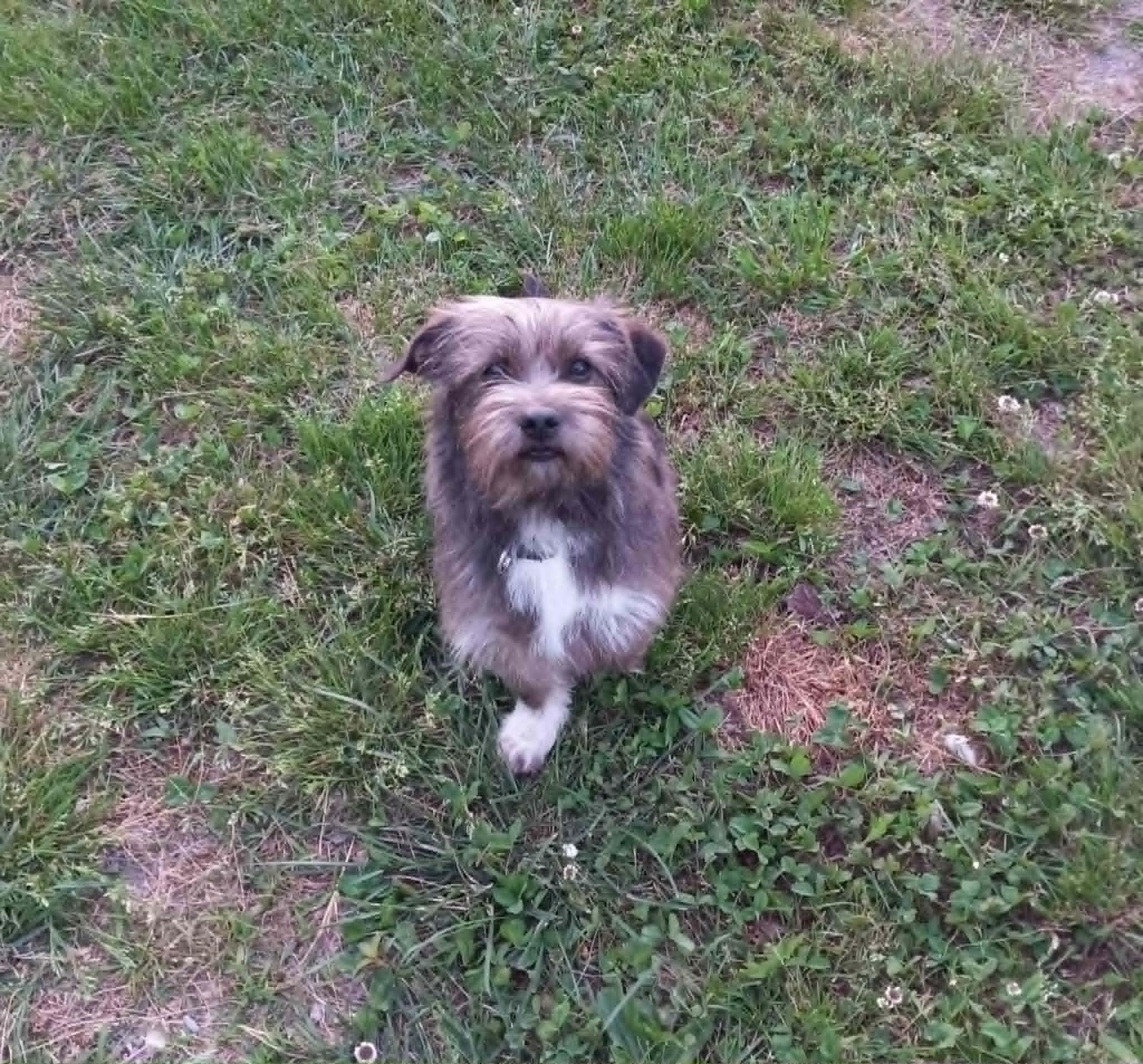Darlene in Kentucky, a ADOPTABLE mixed breed in Albany, KY image 2/5