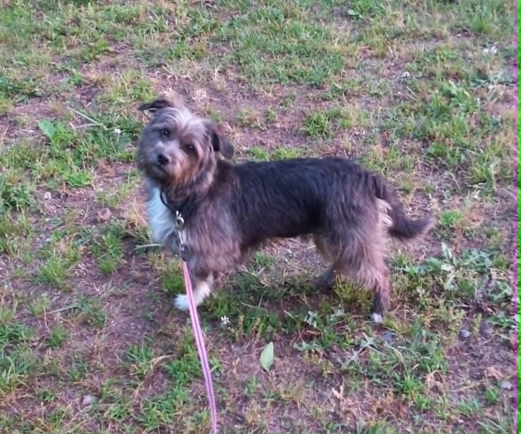 Darlene in Kentucky, a ADOPTABLE mixed breed in Albany, KY image 5/5
