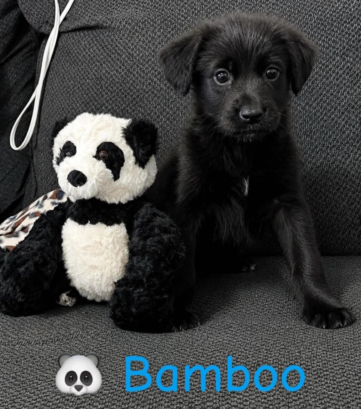 Bamboo, adopted, Puppy Male Labradoodle.