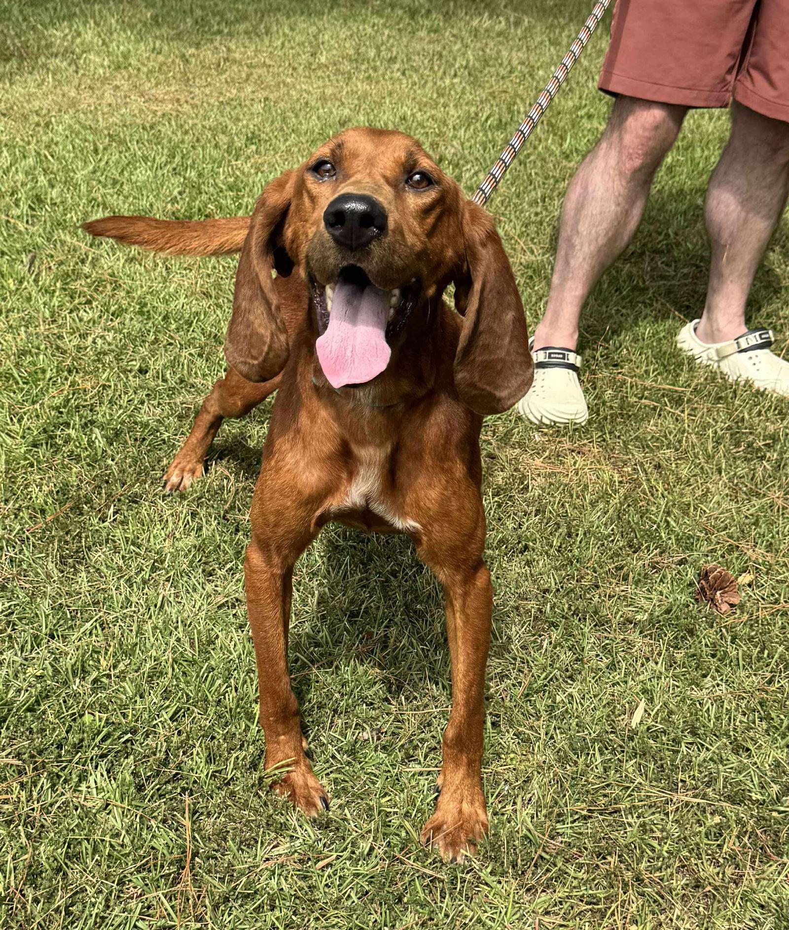 Hank The Hound thumbnail 2