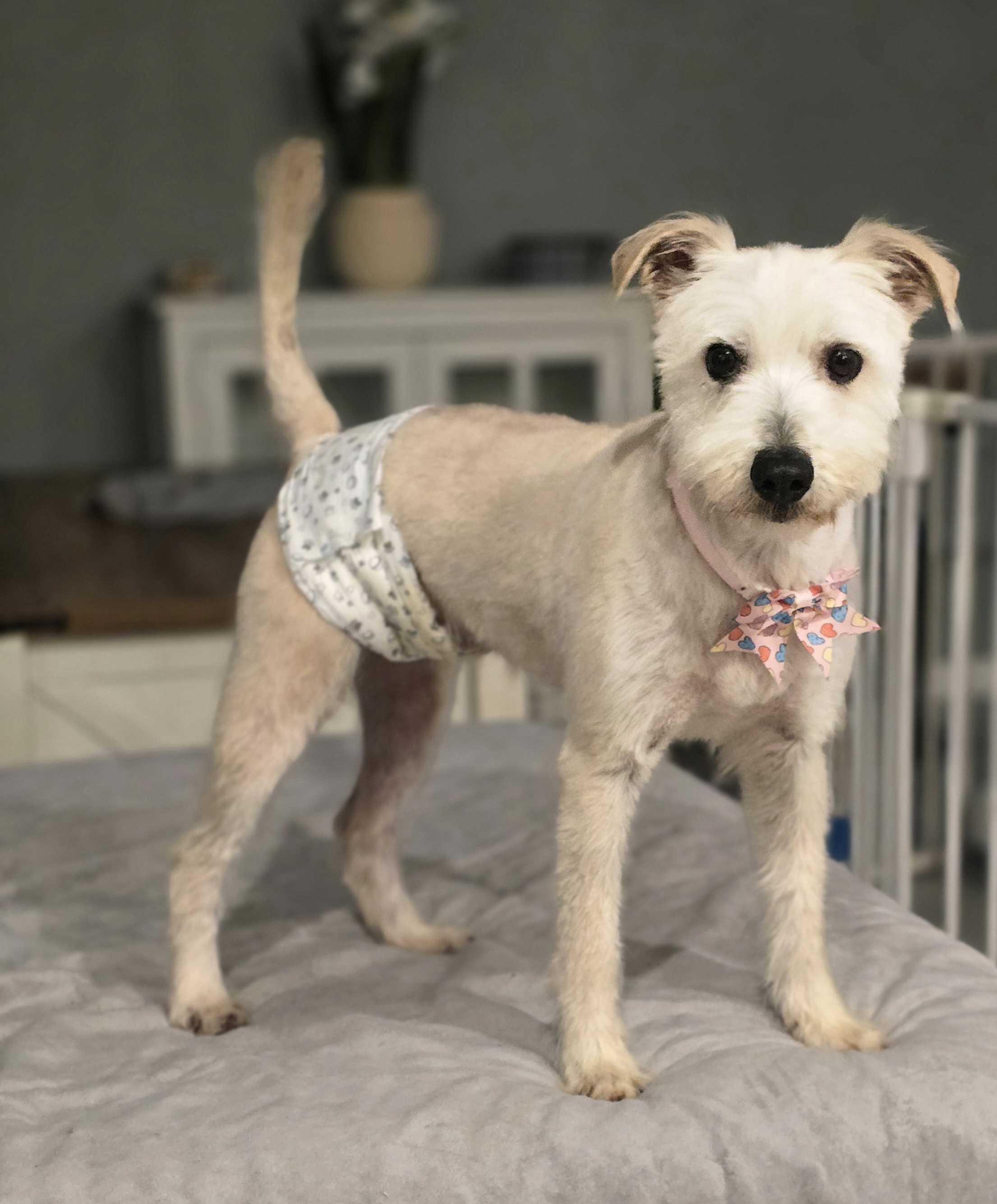 Enlarge Roger, an adopted mixed breed in San Rafael, CA image 3/5