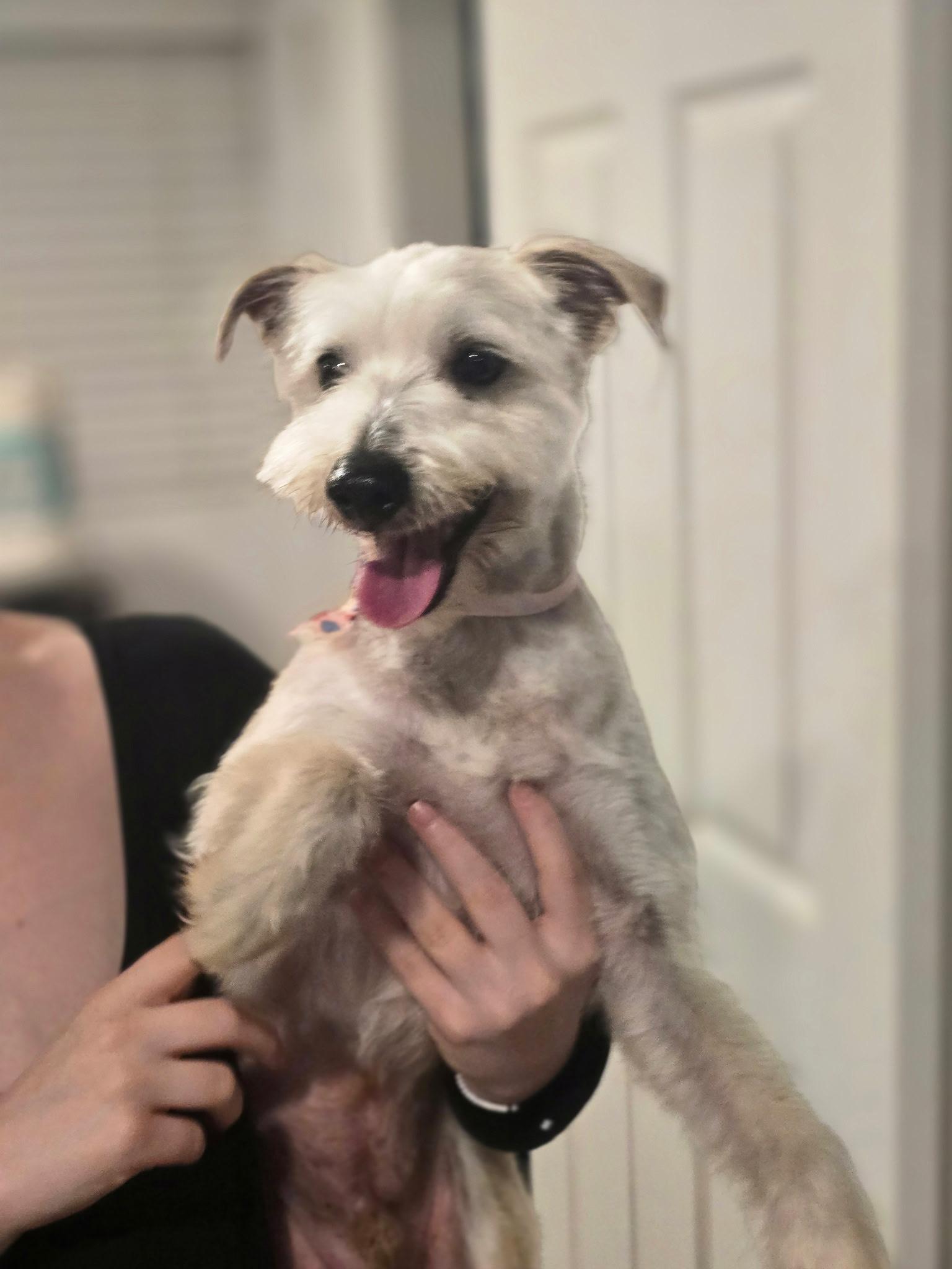 Enlarge Roger, an adopted mixed breed in San Rafael, CA image 4/5