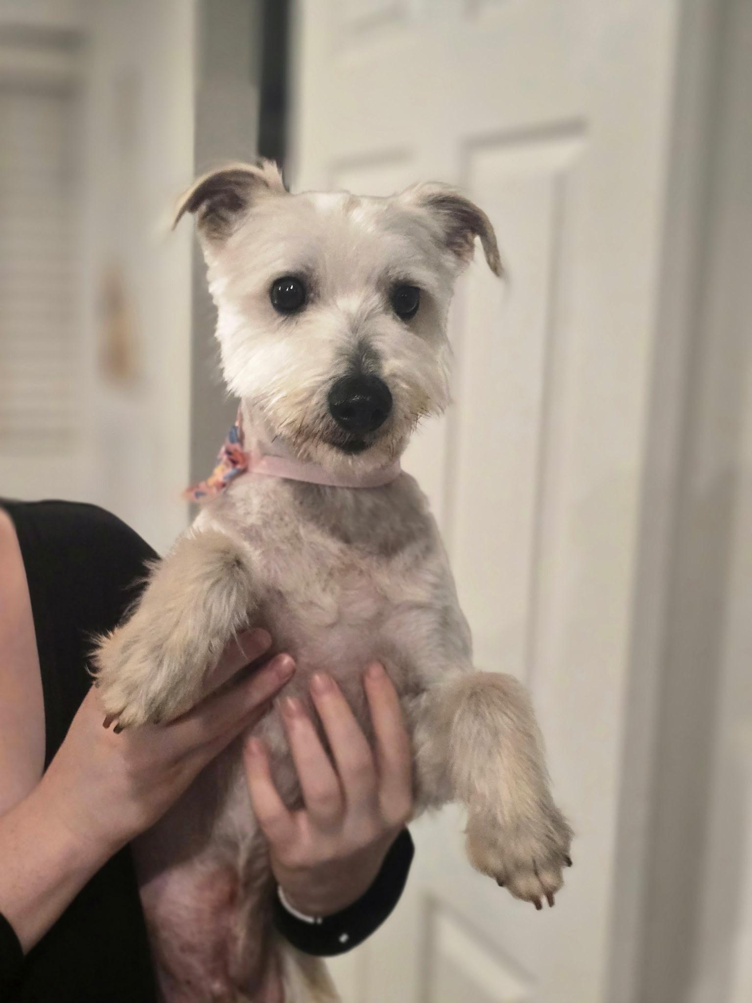 Enlarge Roger, an adopted mixed breed in San Rafael, CA image 5/5