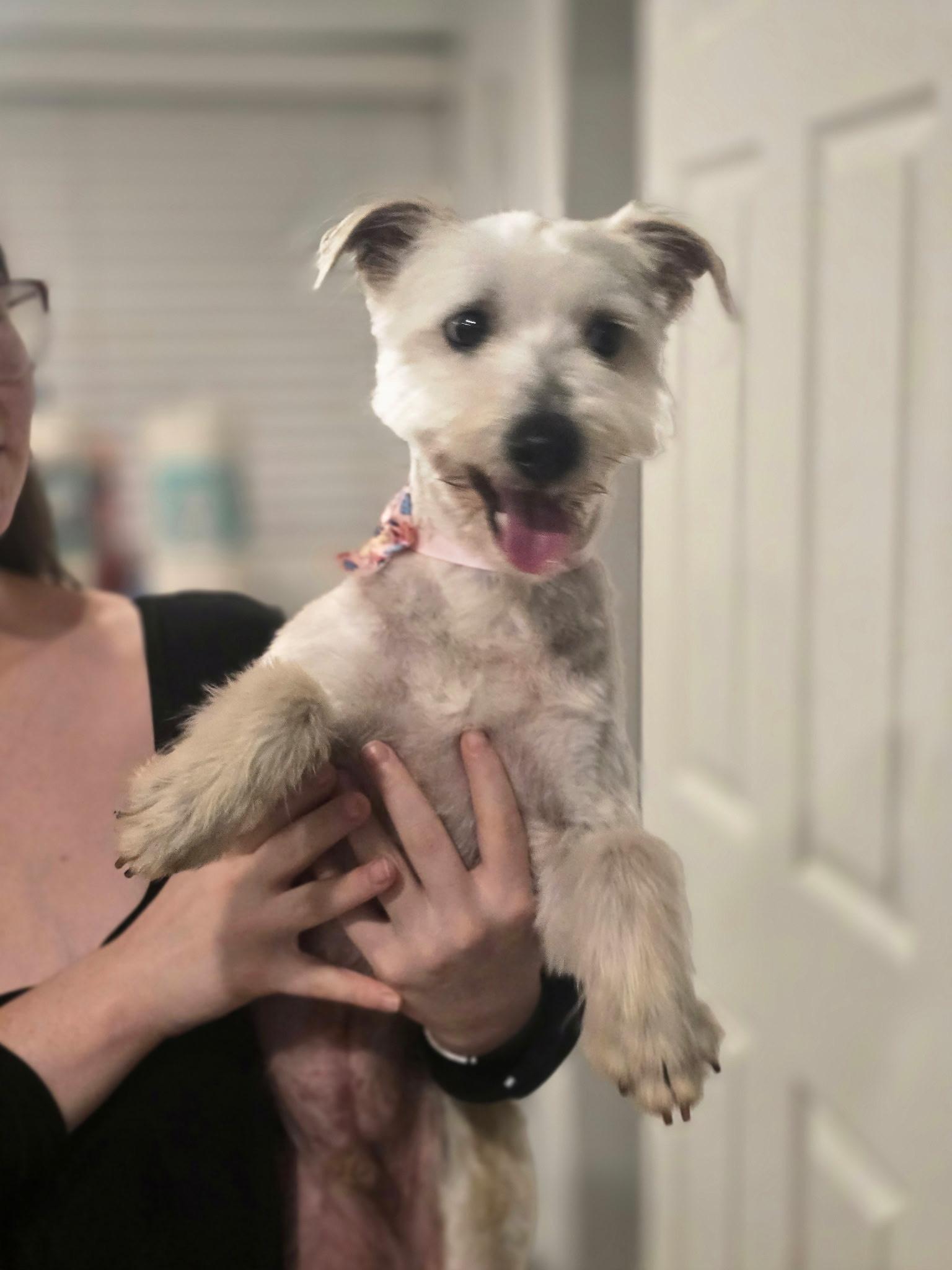 Roger, adopted, Young Male West Highland White Terrier / Westie & Miniature Poodle.