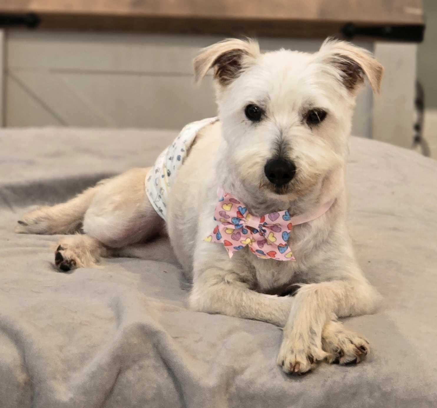 Enlarge Roger, an adopted mixed breed in San Rafael, CA image 2/5