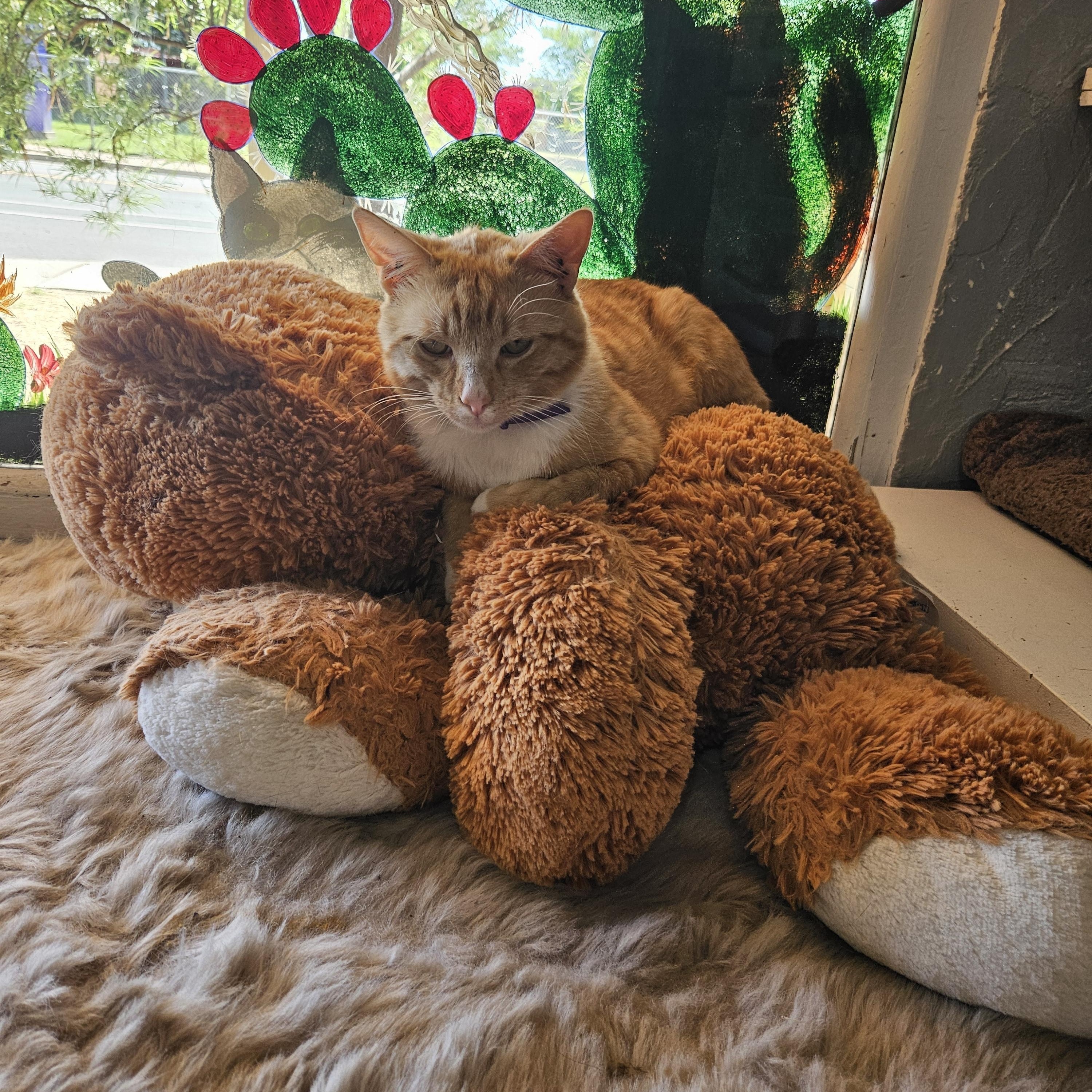 Bobby, adopted, Adult Male Domestic Short Hair.