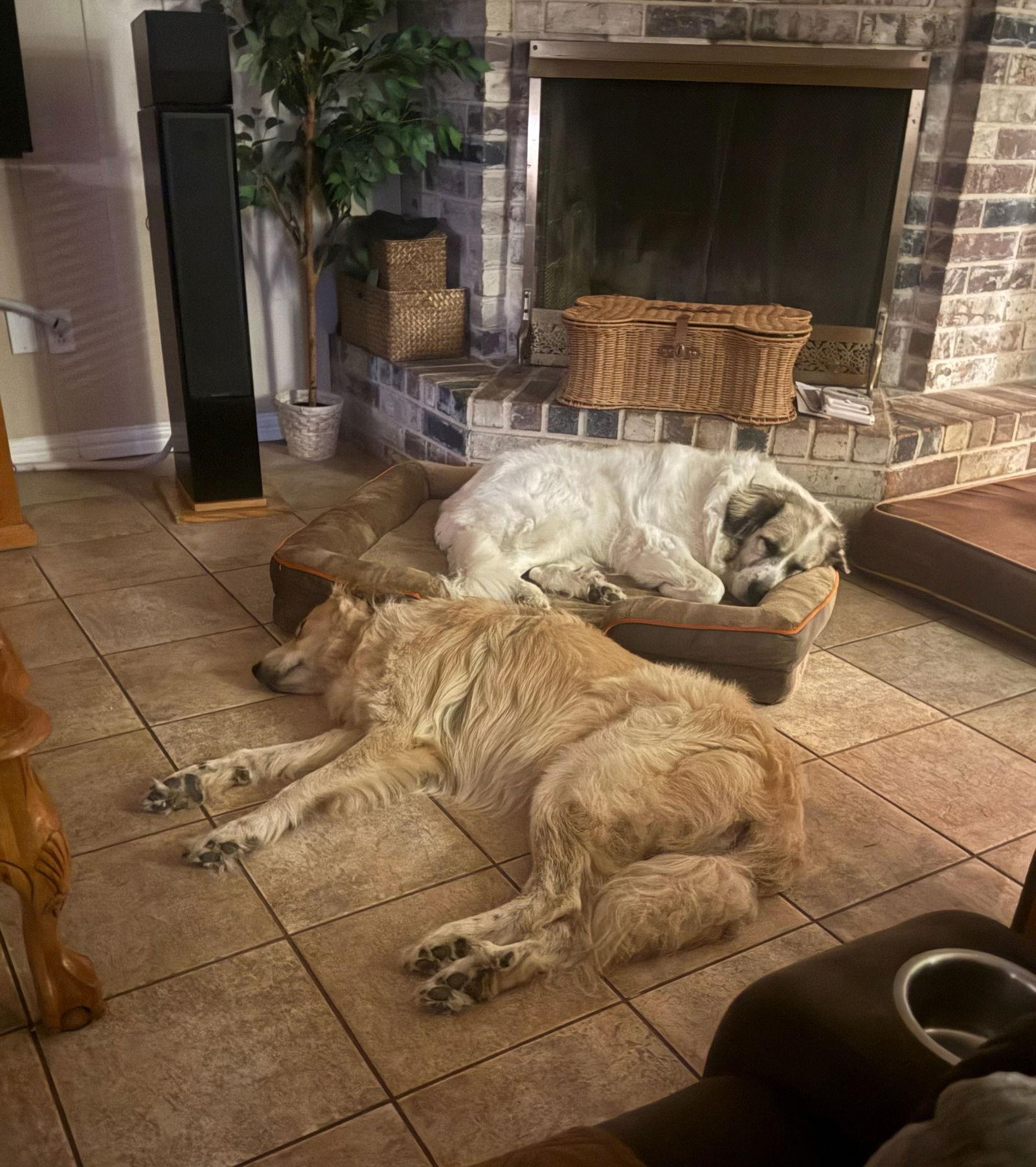 Baby (Sophie at adoption), Adopted, Adult Female Great Pyrenees & Anatolian Shepherd.