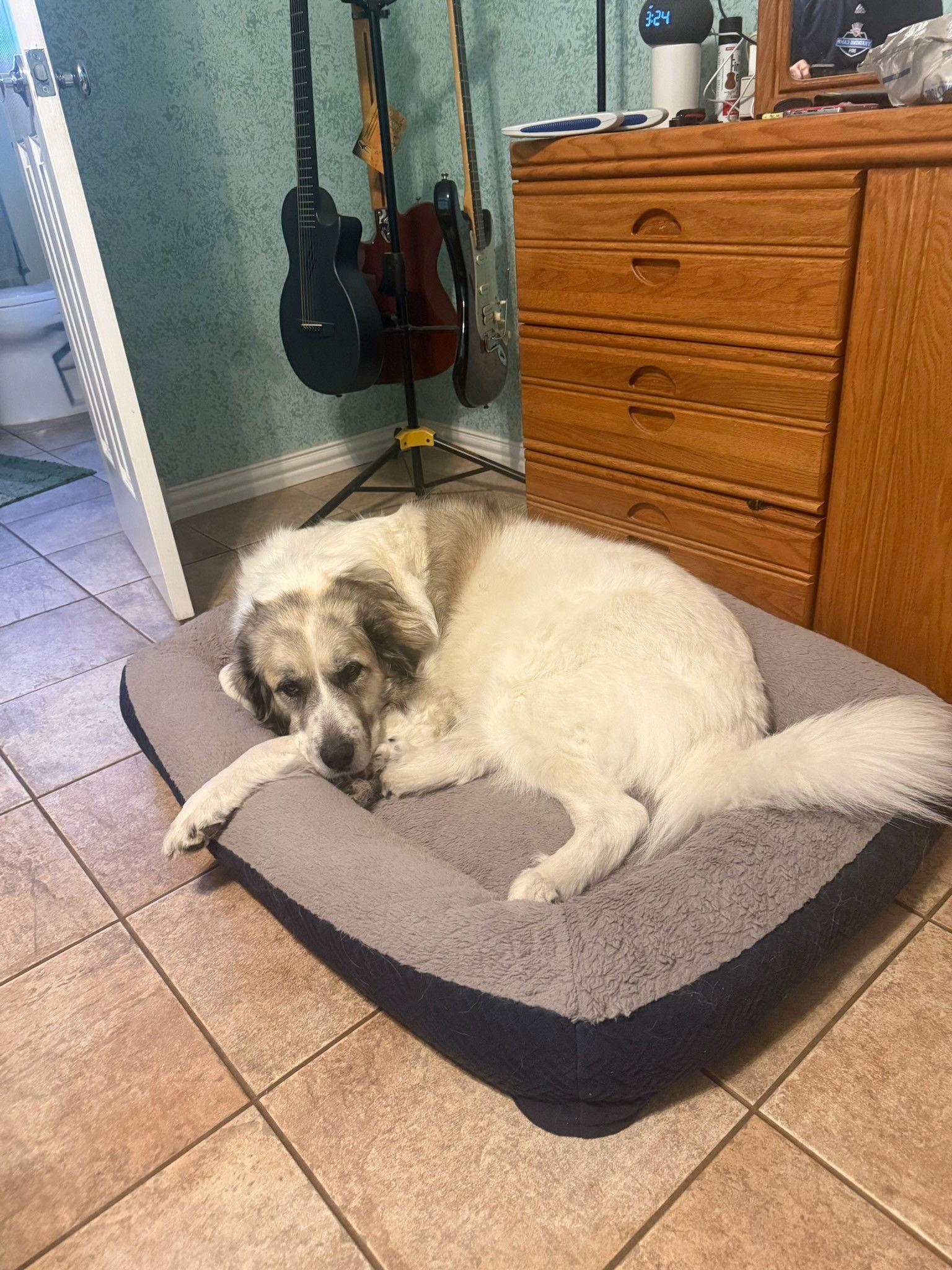 Enlarge Baby (Sophie at adoption), a Adopted mixed breed in Houston, TX image 3/3