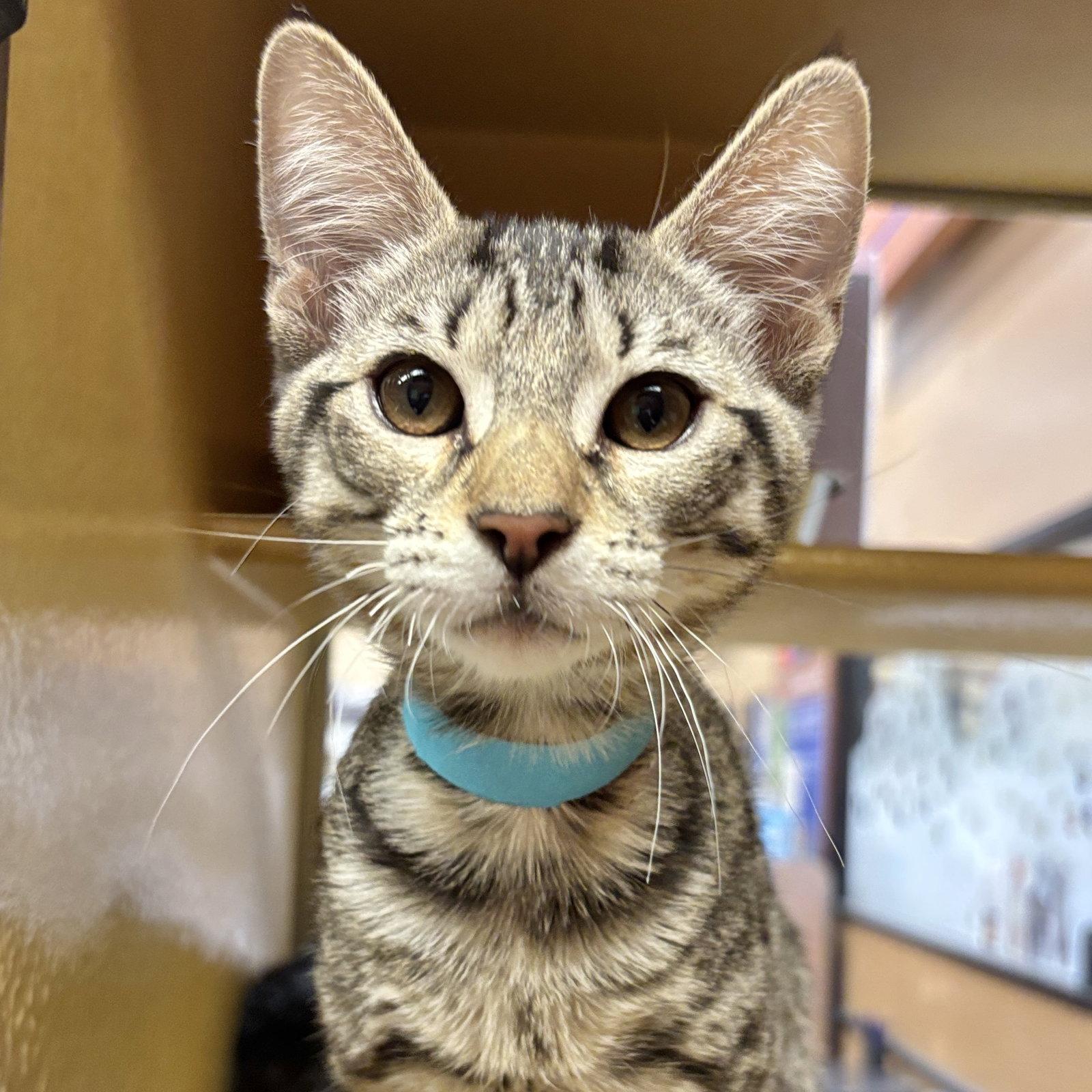 Enlarge Stuart, a Adoptable Domestic Short Hair in Sonora, CA image 1/1