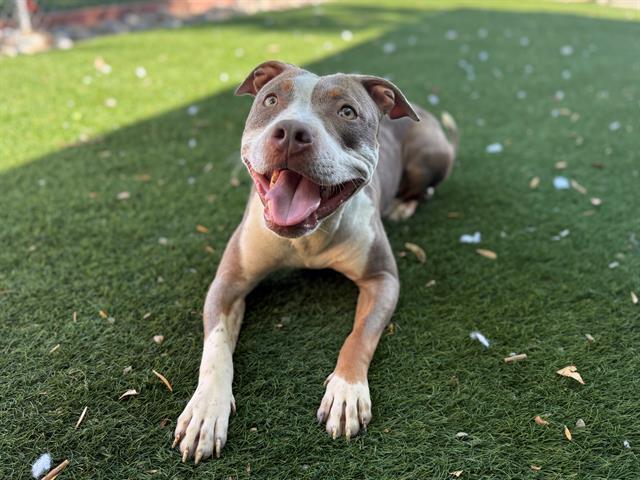 SELENE, Adoptable, Adult Female Pit Bull Terrier.