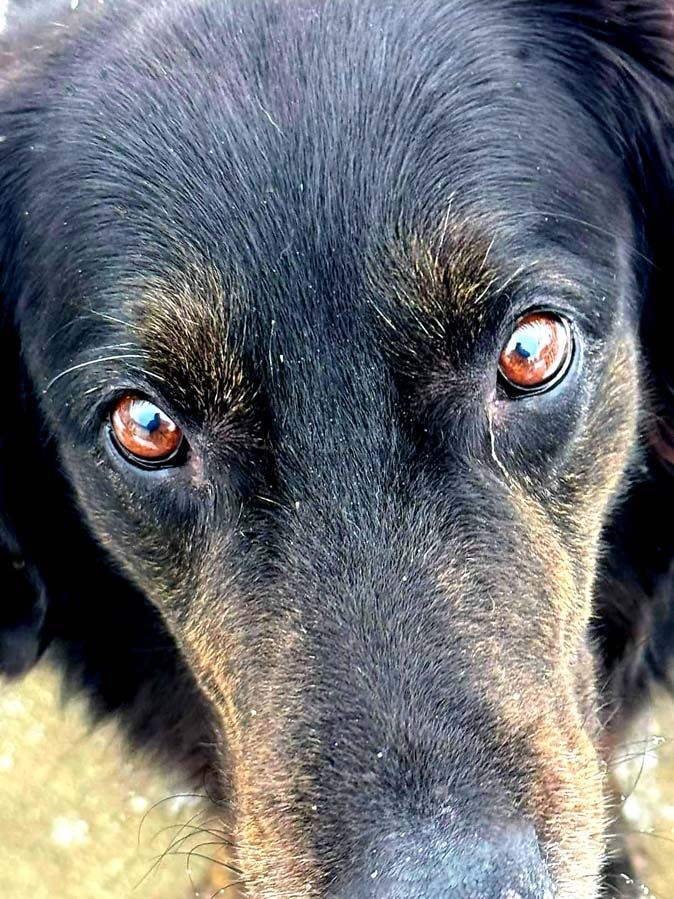 Capone, Adopted, Senior Male Gordon Setter & Golden Retriever.