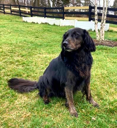 Capone, a Adopted mixed breed in DeKalb, IL image 3/6
