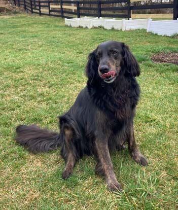 Capone, a Adopted mixed breed in DeKalb, IL image 4/6