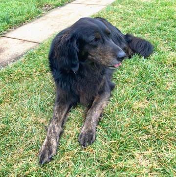 Capone, a Adopted mixed breed in DeKalb, IL image 5/6