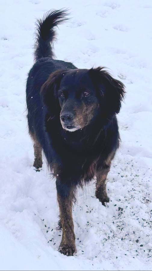 Capone, a Adopted mixed breed in DeKalb, IL image 6/6