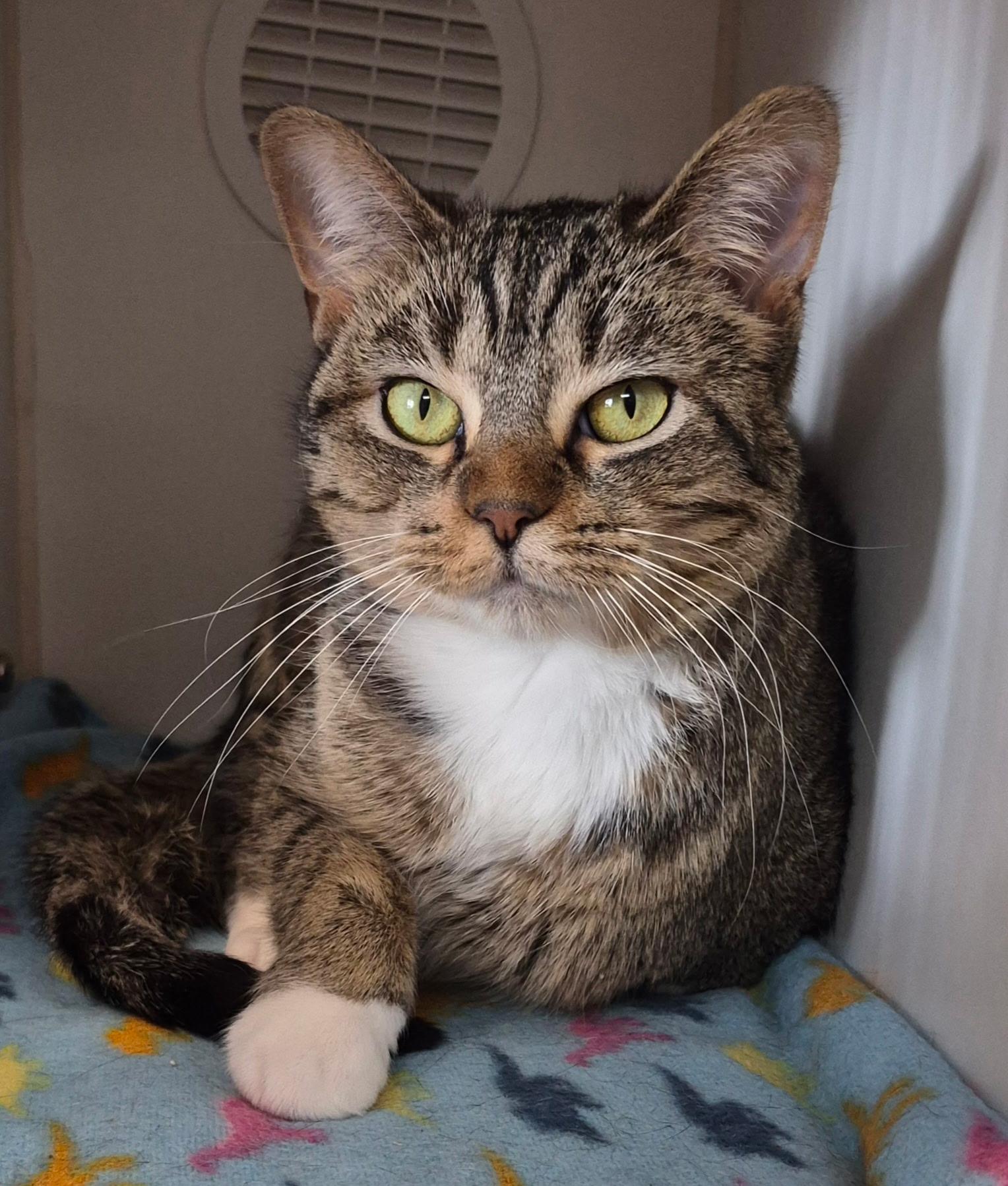 Enlarge Touka, an adopted Domestic Short Hair in Tomah, WI image 5/5