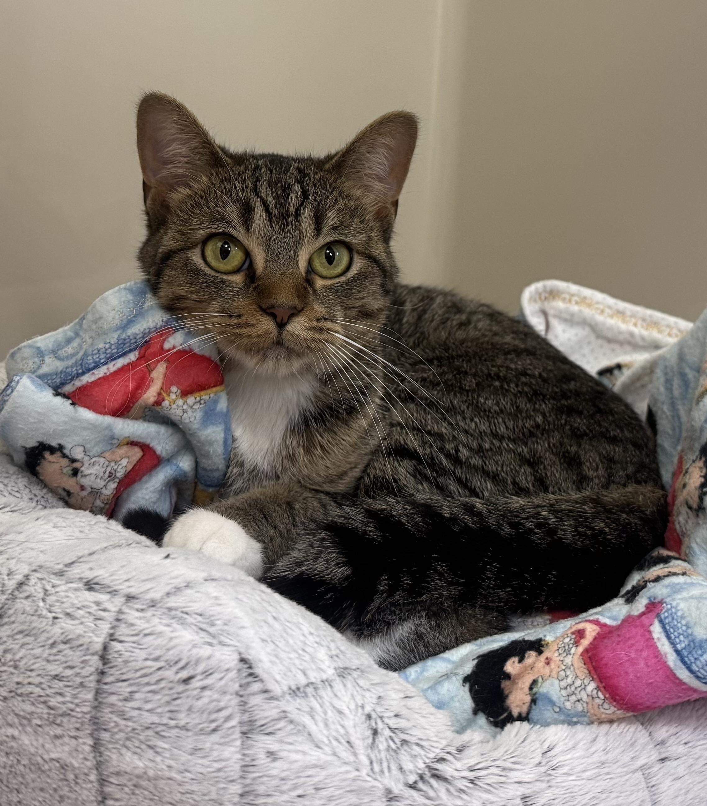 Enlarge Touka, a ADOPTABLE Domestic Short Hair in Tomah, WI image 3/3