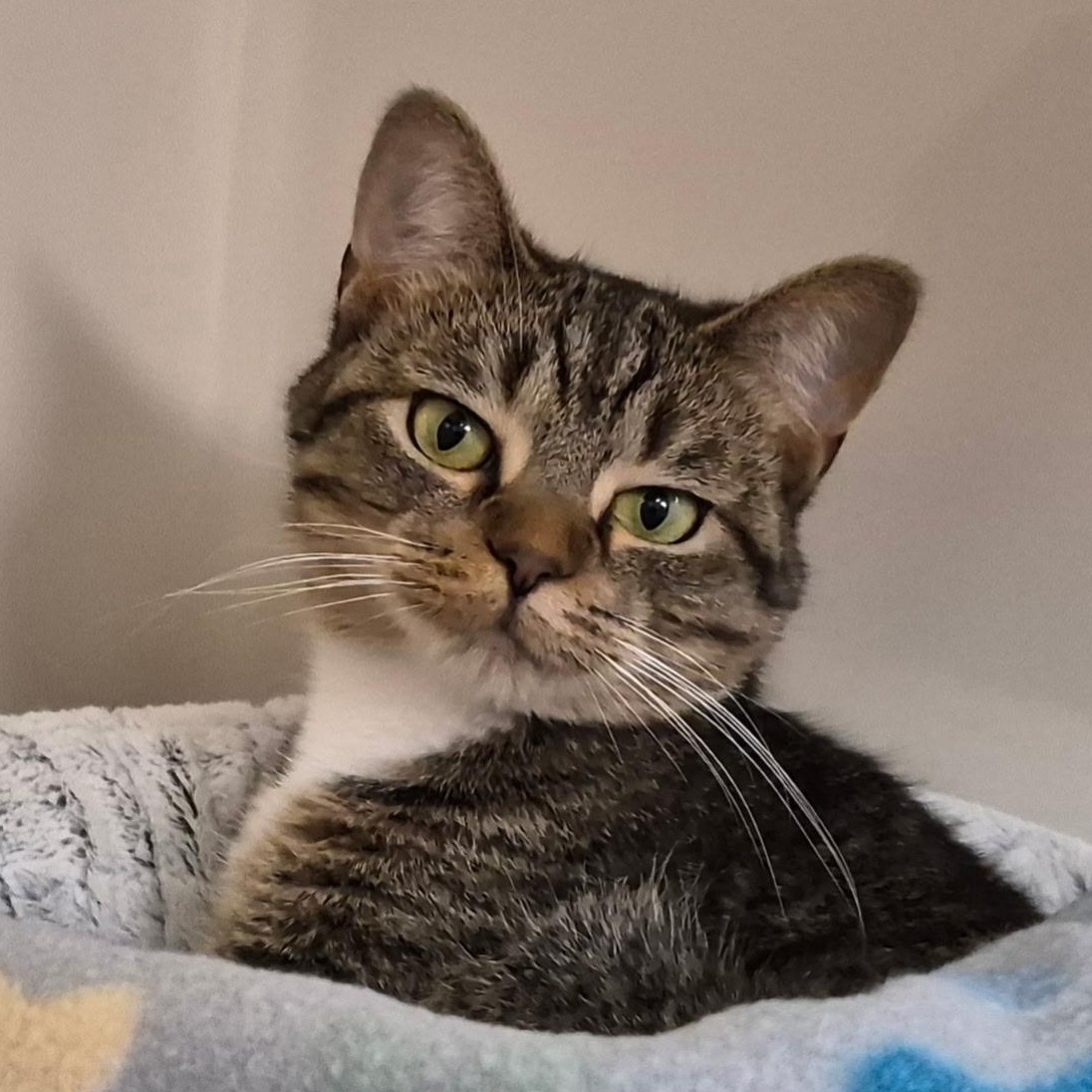 Touka, ADOPTABLE, Adult Female Domestic Short Hair.