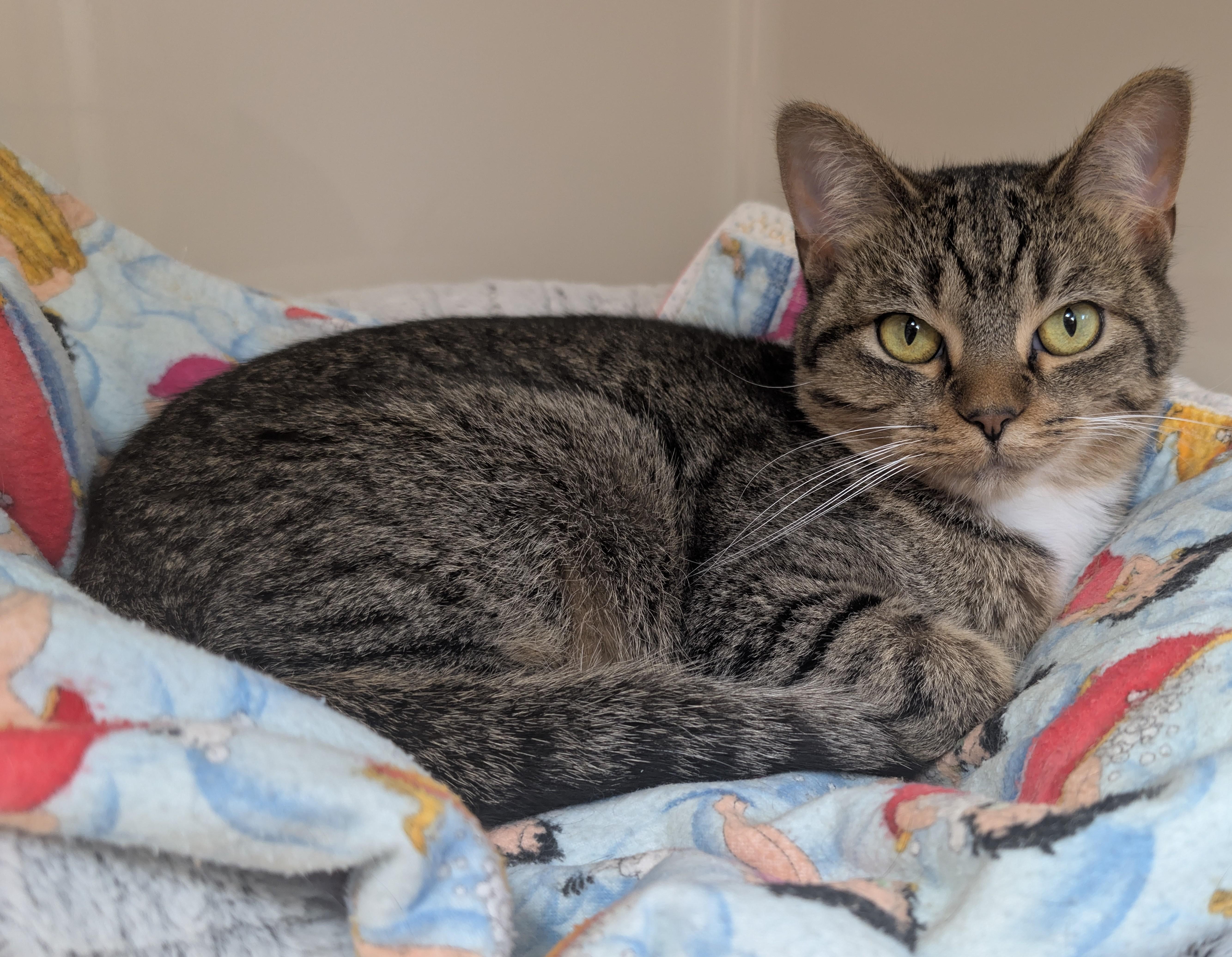 Enlarge Touka, a ADOPTABLE Domestic Short Hair in Tomah, WI image 2/3
