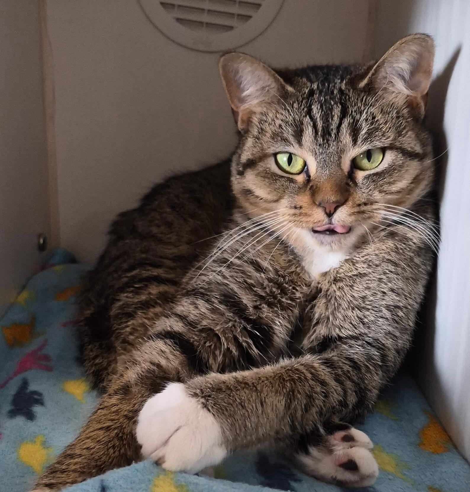 Touka, ADOPTABLE, Adult Female Domestic Short Hair.
