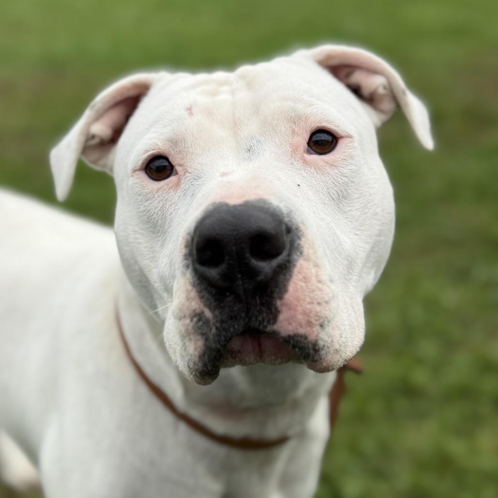 Enlarge Ludo-Stray, a Adoptable Pit Bull Terrier in Perkiomenville, PA image 1/3