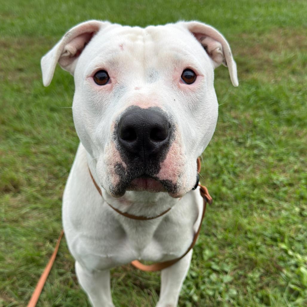 Enlarge Ludo-Stray, a Adoptable Pit Bull Terrier in Perkiomenville, PA image 2/3