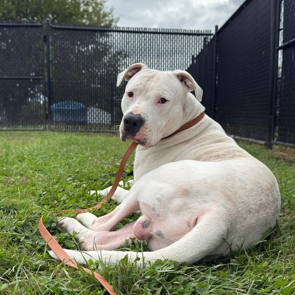 Enlarge Ludo-Stray, a Adoptable Pit Bull Terrier in Perkiomenville, PA image 3/3