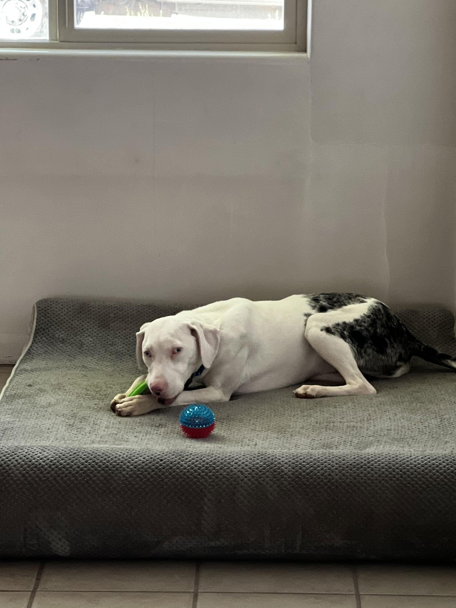 Enlarge ANGEL #4, a Adopted Catahoula Leopard Dog in Chandler, AZ image 1/2