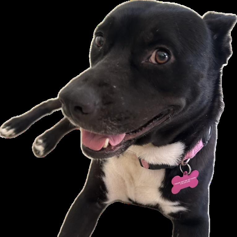 Enlarge Lucie, a Adoptable mixed breed in Westlake Village, CA image 4/6