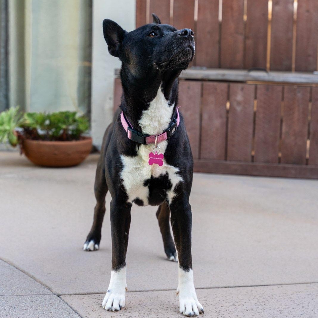 Enlarge Lucie, a Adoptable mixed breed in Westlake Village, CA image 3/6