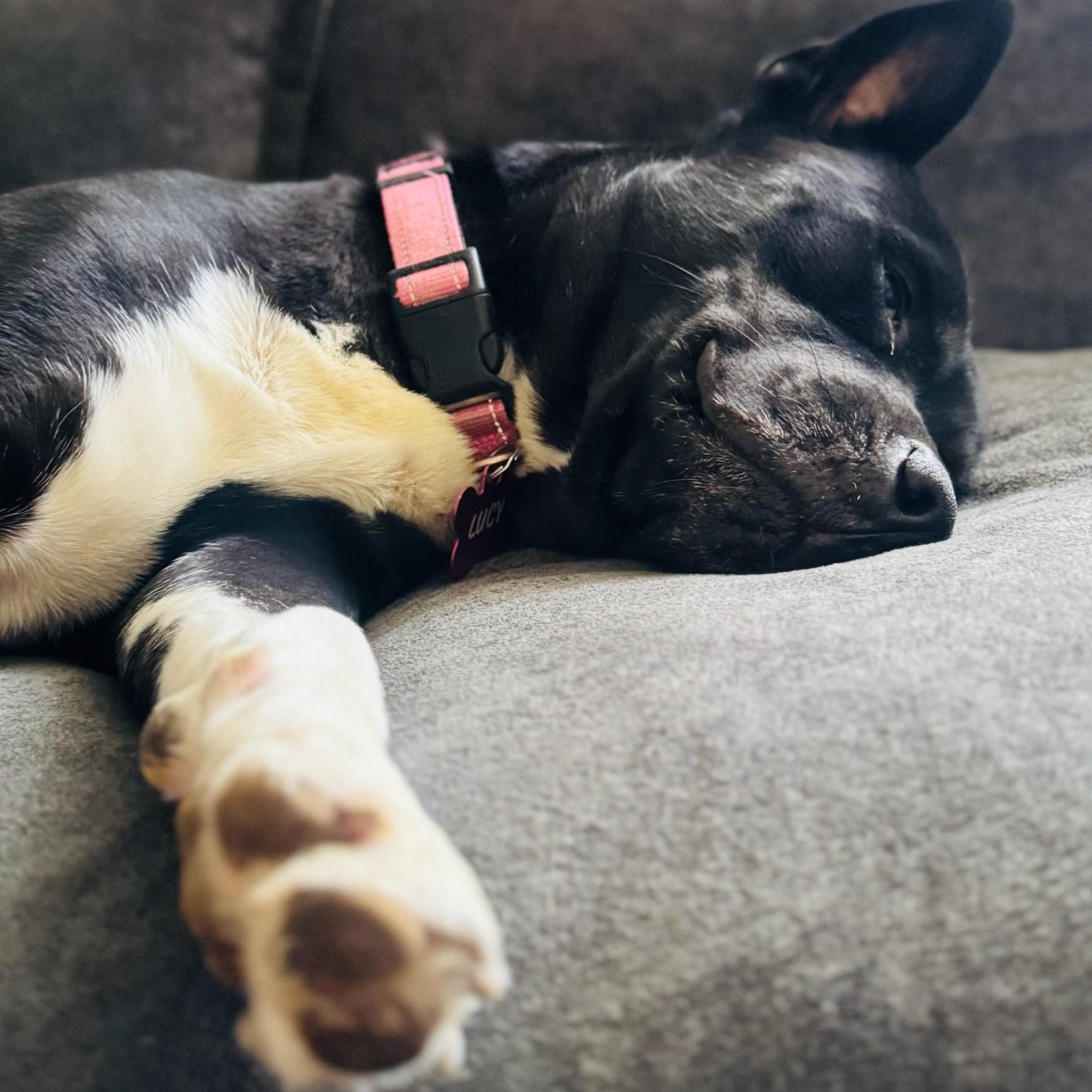 Enlarge Lucie, a Adoptable mixed breed in Westlake Village, CA image 2/6