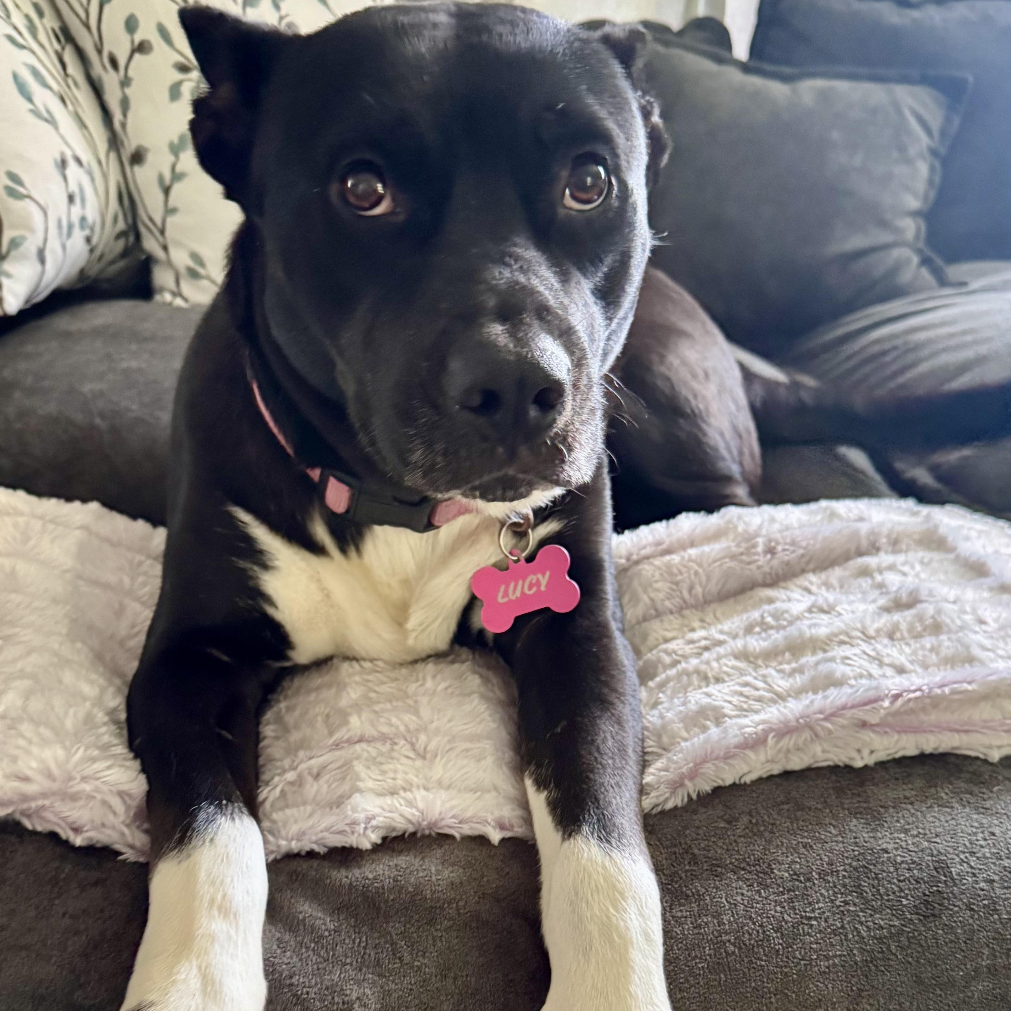 Enlarge Lucie, a Adoptable mixed breed in Westlake Village, CA image 5/6