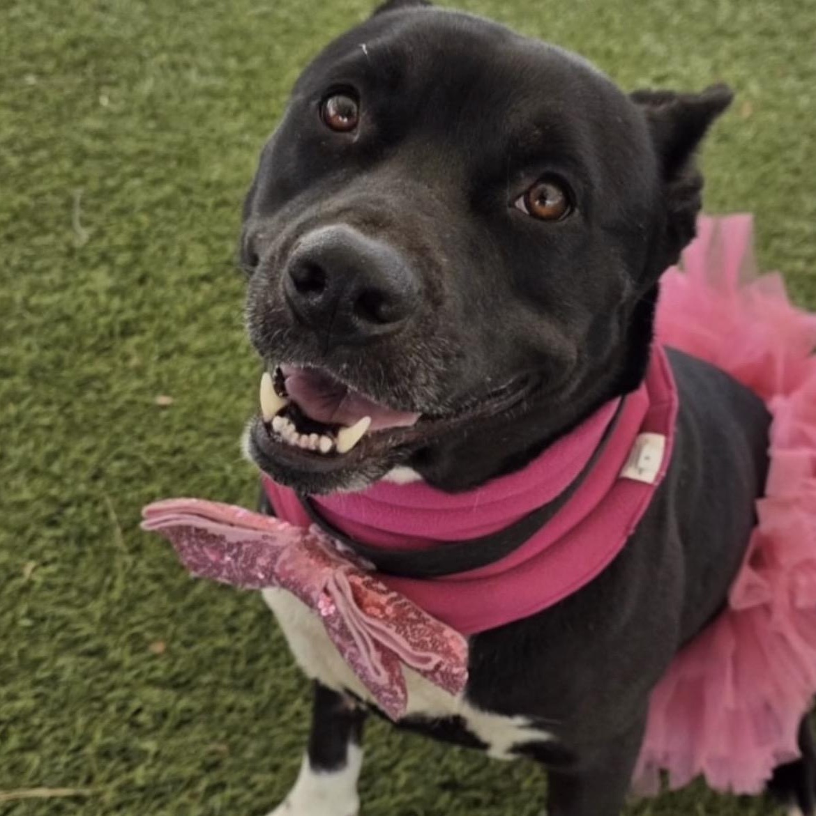 Lucie, Adoptable, Young Female Pit Bull Terrier & Black Labrador Retriever.