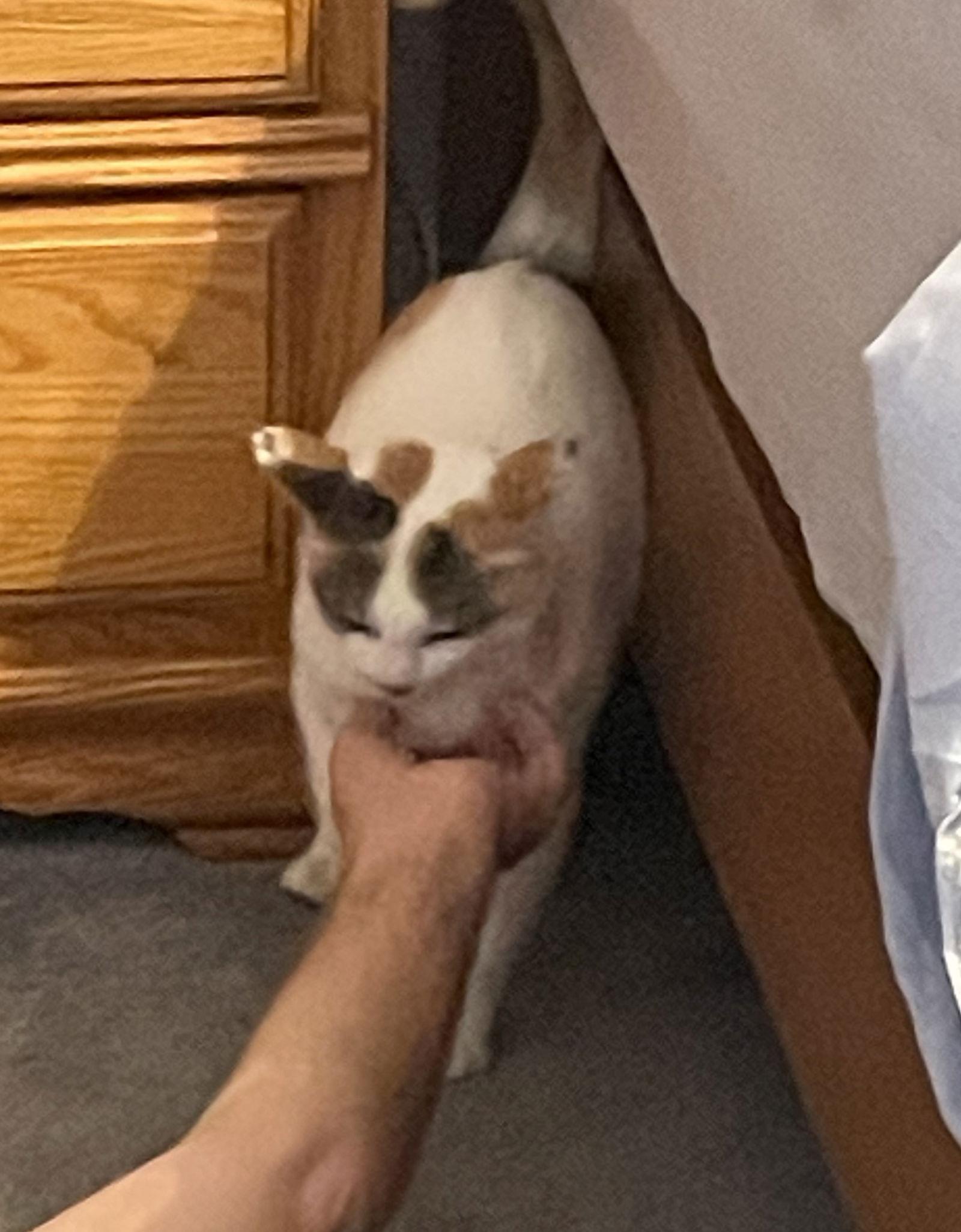 Lucy, a Adoptable Domestic Short Hair in Traverse City, MI image 1/3