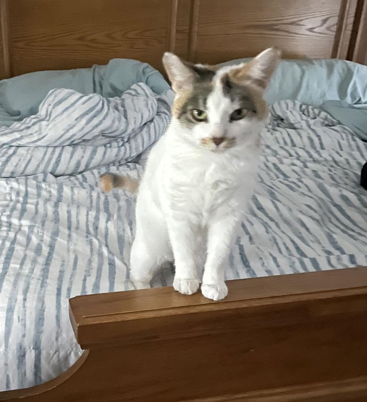 Lucy, a Adoptable Domestic Short Hair in Traverse City, MI image 2/3