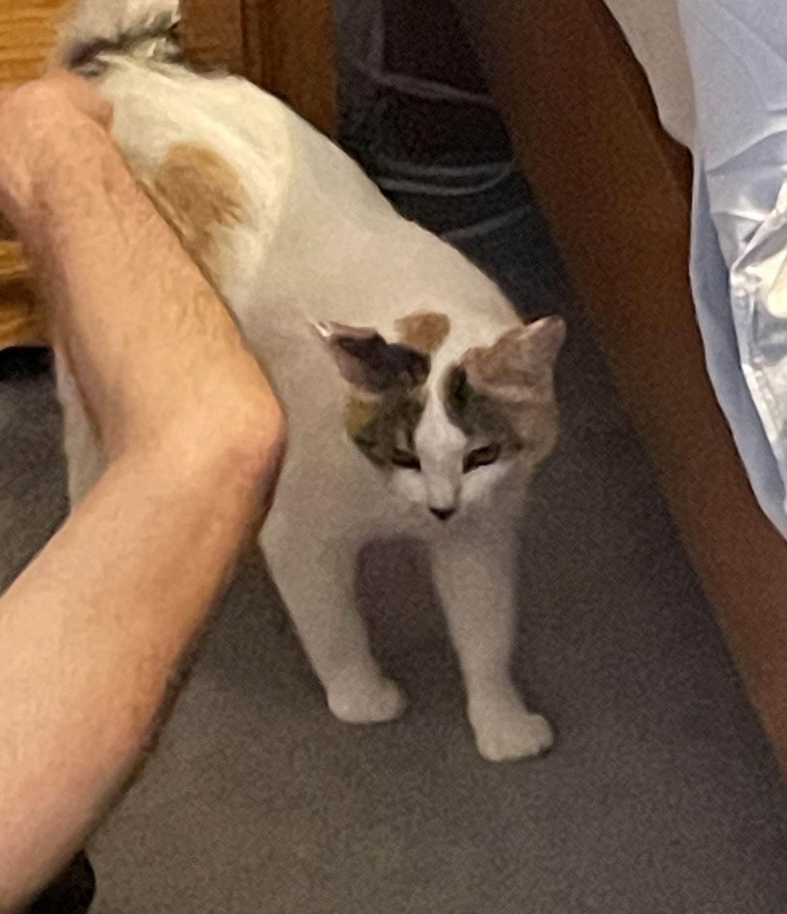 Lucy, a Adoptable Domestic Short Hair in Traverse City, MI image 3/3