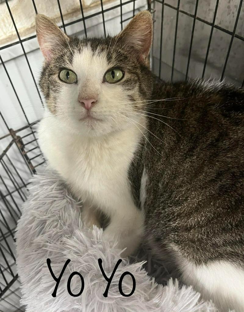 YoYo, Adoptable, Young Male Domestic Short Hair.