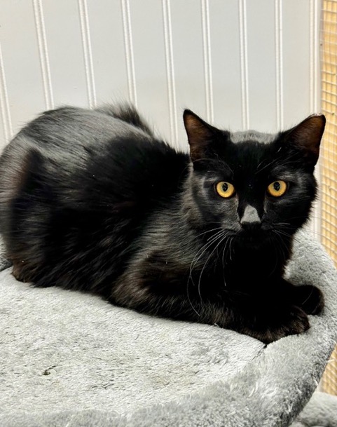 Enlarge Raven, an adoptable mixed breed in Englewood, FL image 2/4