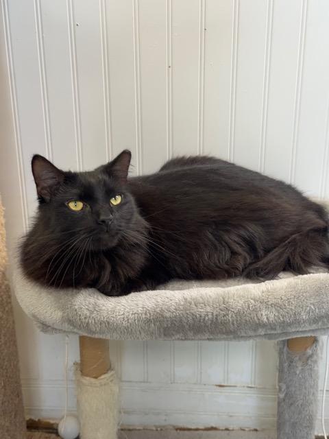 Enlarge Raven, an adoptable mixed breed in Englewood, FL image 1/4