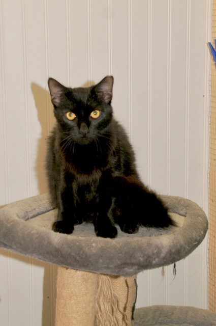 Enlarge Raven, an adoptable mixed breed in Englewood, FL image 3/4