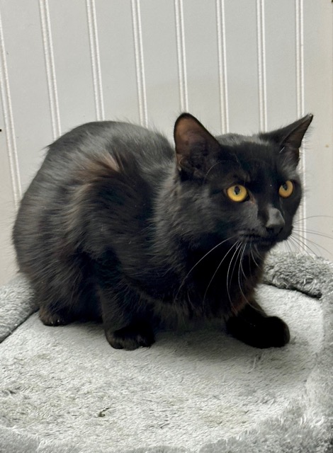 Enlarge Raven, an adoptable mixed breed in Englewood, FL image 4/4