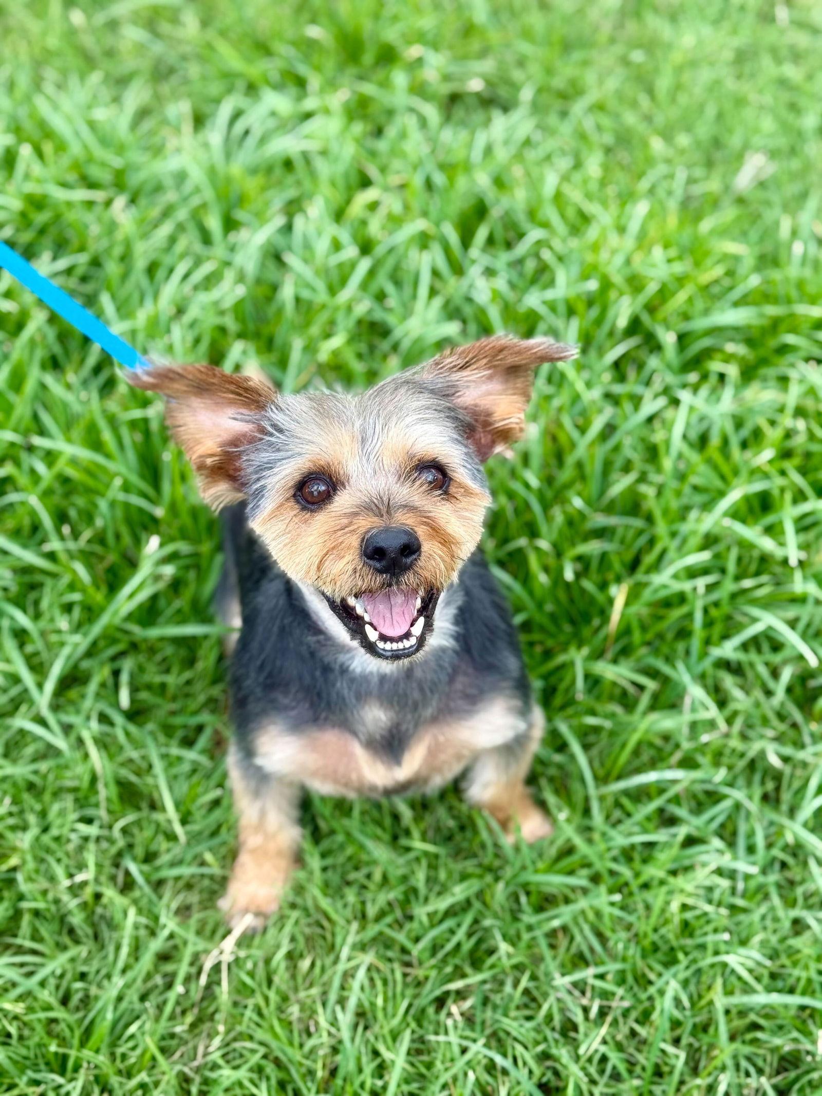A Bundle of Joy - Sprocket Nov 24, Adoptable, Adult Male Yorkshire Terrier.