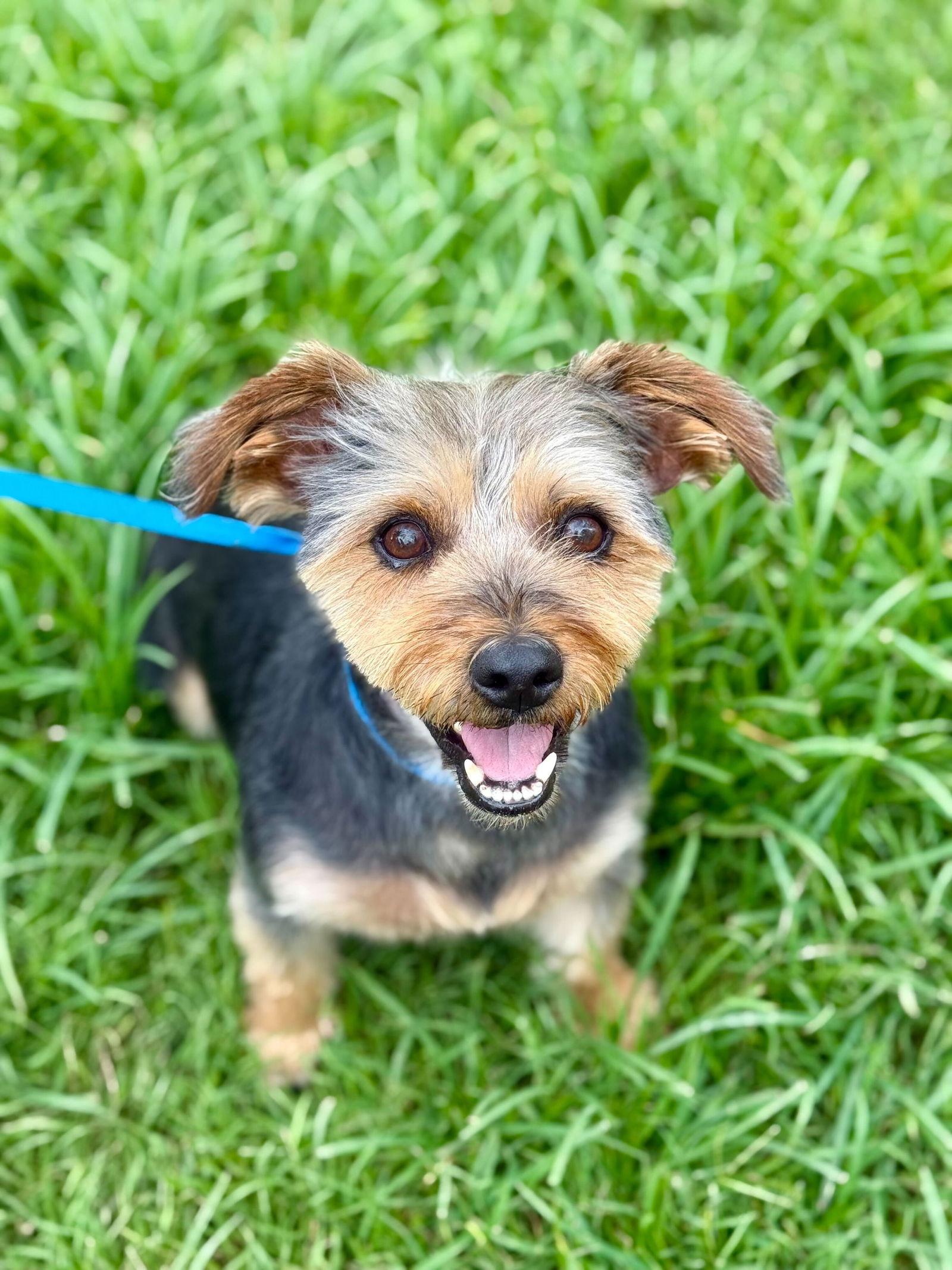 Enlarge A Bundle of Joy - Sprocket Nov 24, a Adoptable Yorkshire Terrier in Pacolet, SC image 1/3