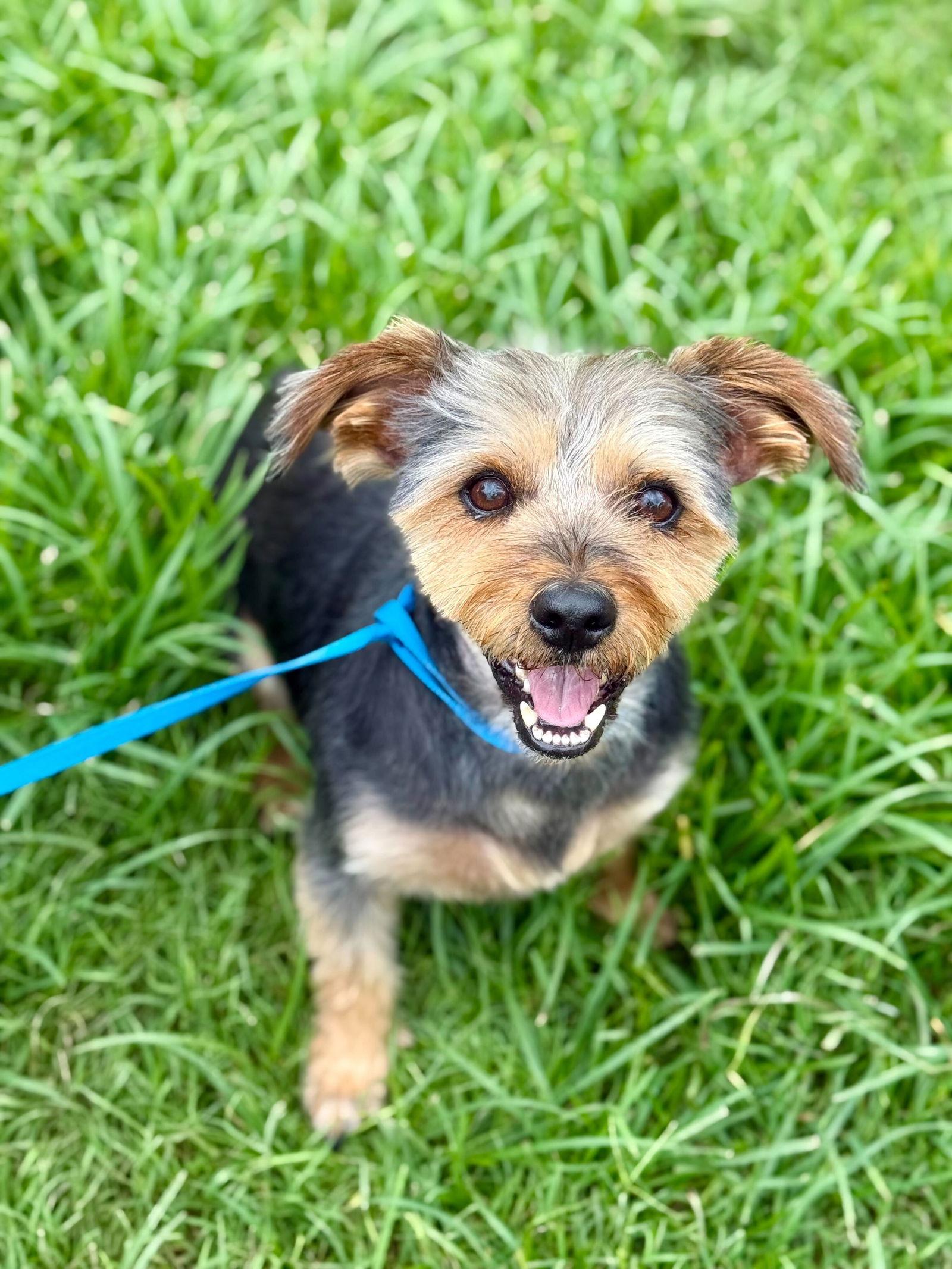 Enlarge A Bundle of Joy - Sprocket Nov 24, a Adoptable Yorkshire Terrier in Pacolet, SC image 2/3